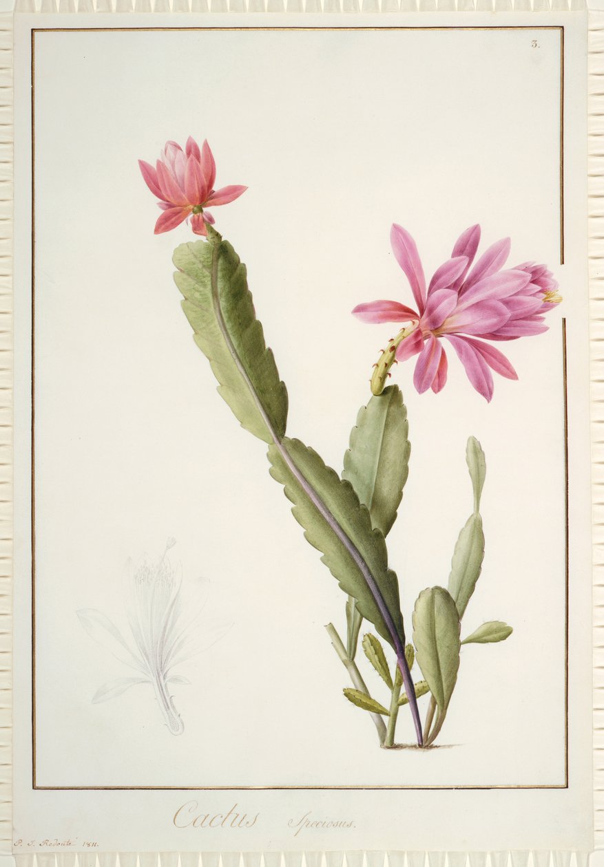Cactus Speciosus, 1811 by Pierre Joseph Redouté