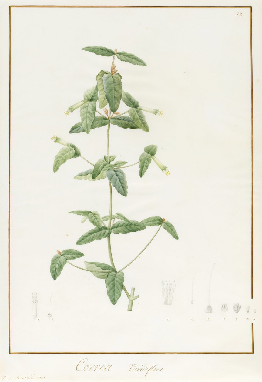 Correa Vieisiflora by Pierre Joseph Redouté