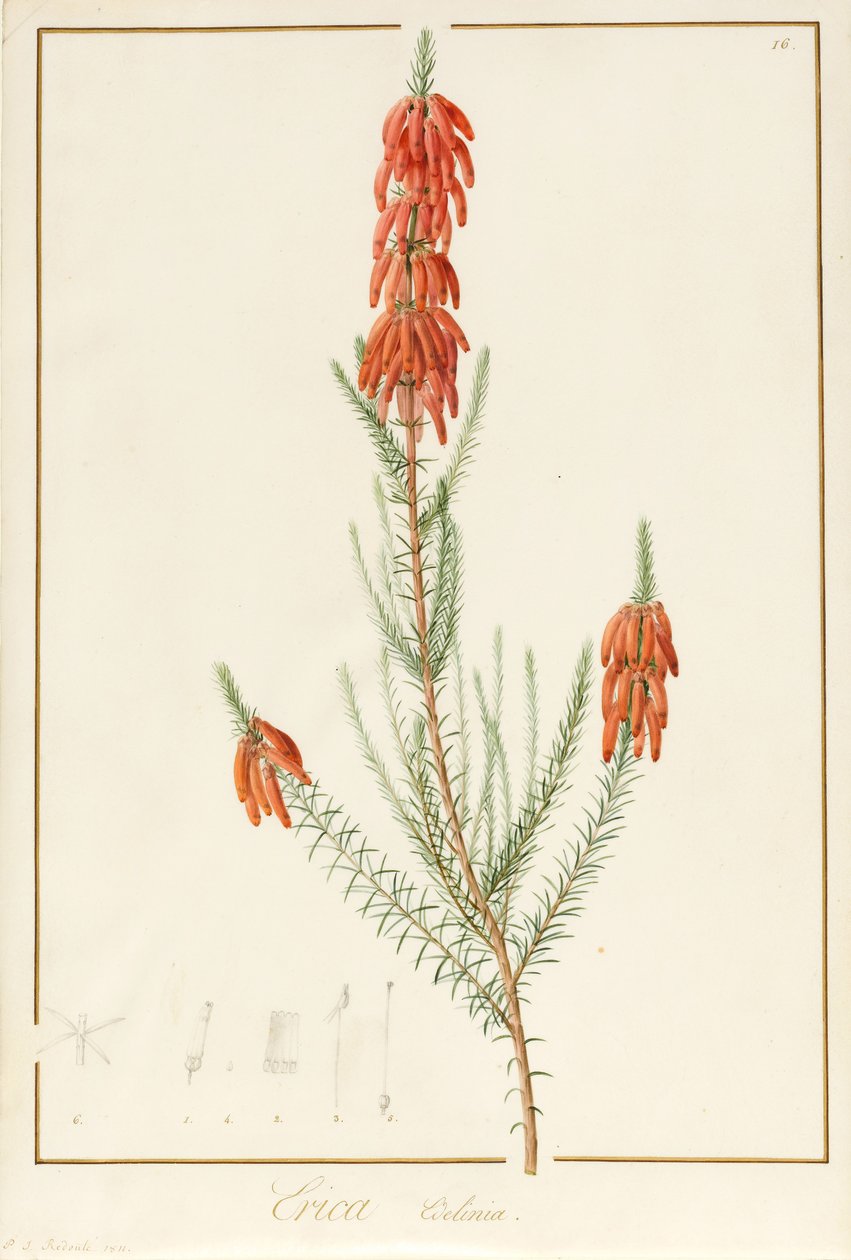 Erica Edilinei, 1811 by Pierre Joseph Redouté