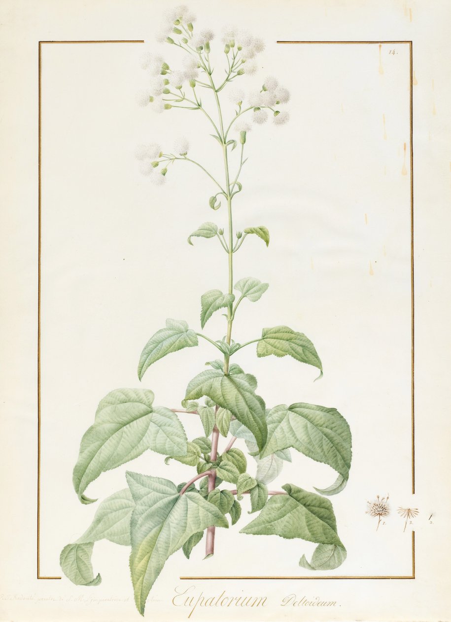 Eupatorium Deltoideum by Pierre Joseph Redouté