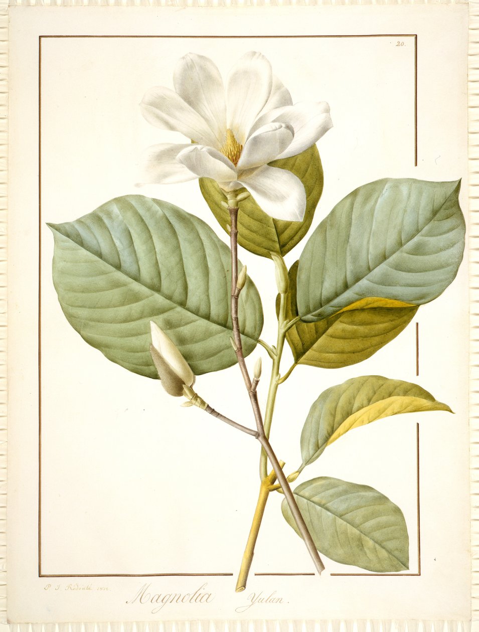 Magnolia Yulan, Magnolia Denudata, 1812 by Pierre Joseph Redouté