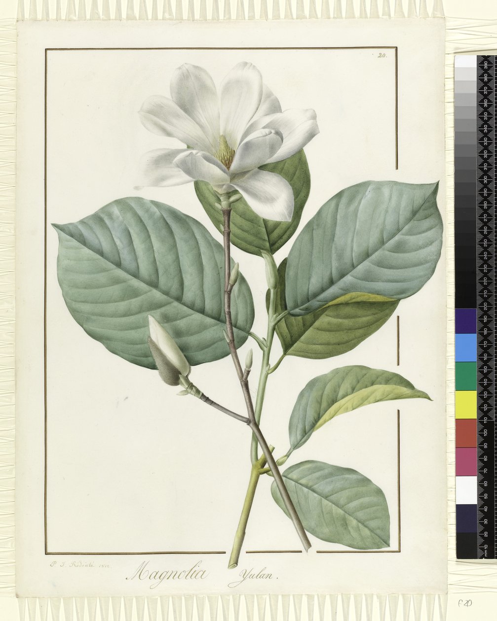Magnolia Yulan Magnolia Denudata by Pierre Joseph Redouté