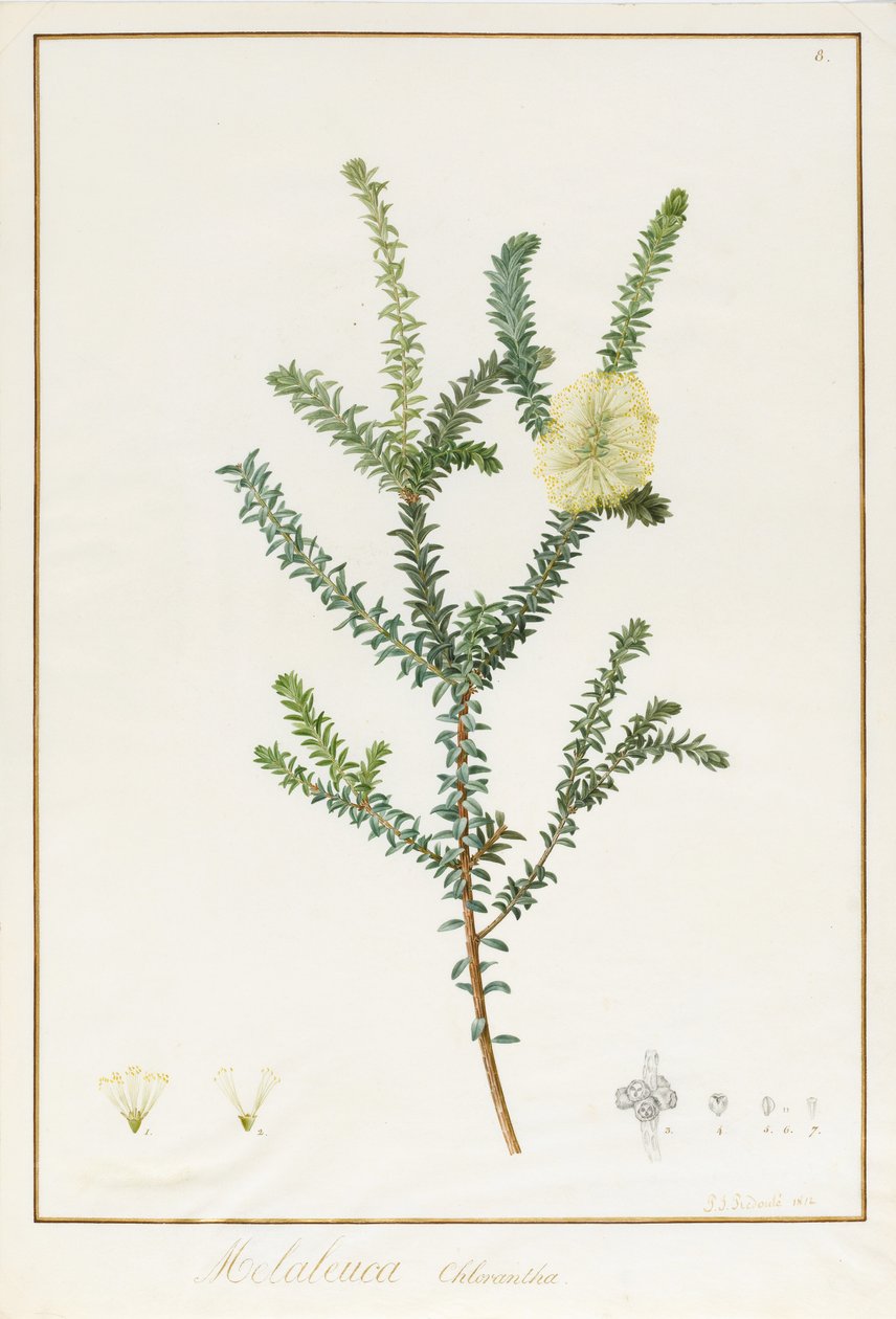 Melaleuca Chlorantha by Pierre Joseph Redouté