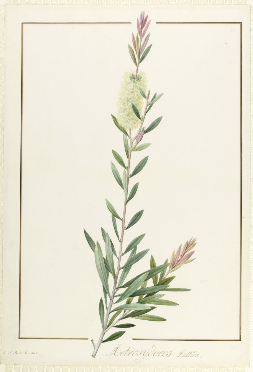 Metrosyderos Pallida by Pierre Joseph Redouté