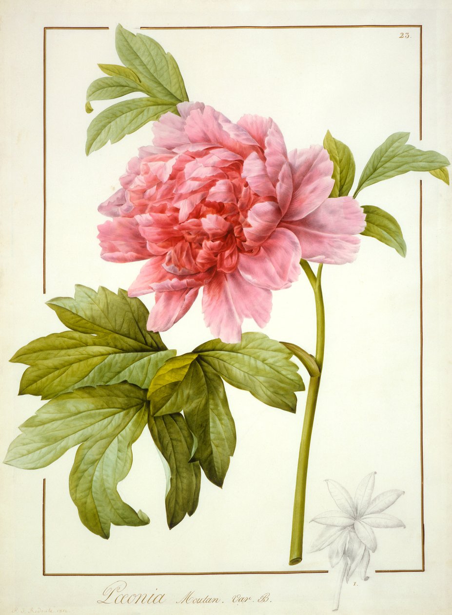 Paeonia Suffruticosa, 1812 by Pierre Joseph Redouté
