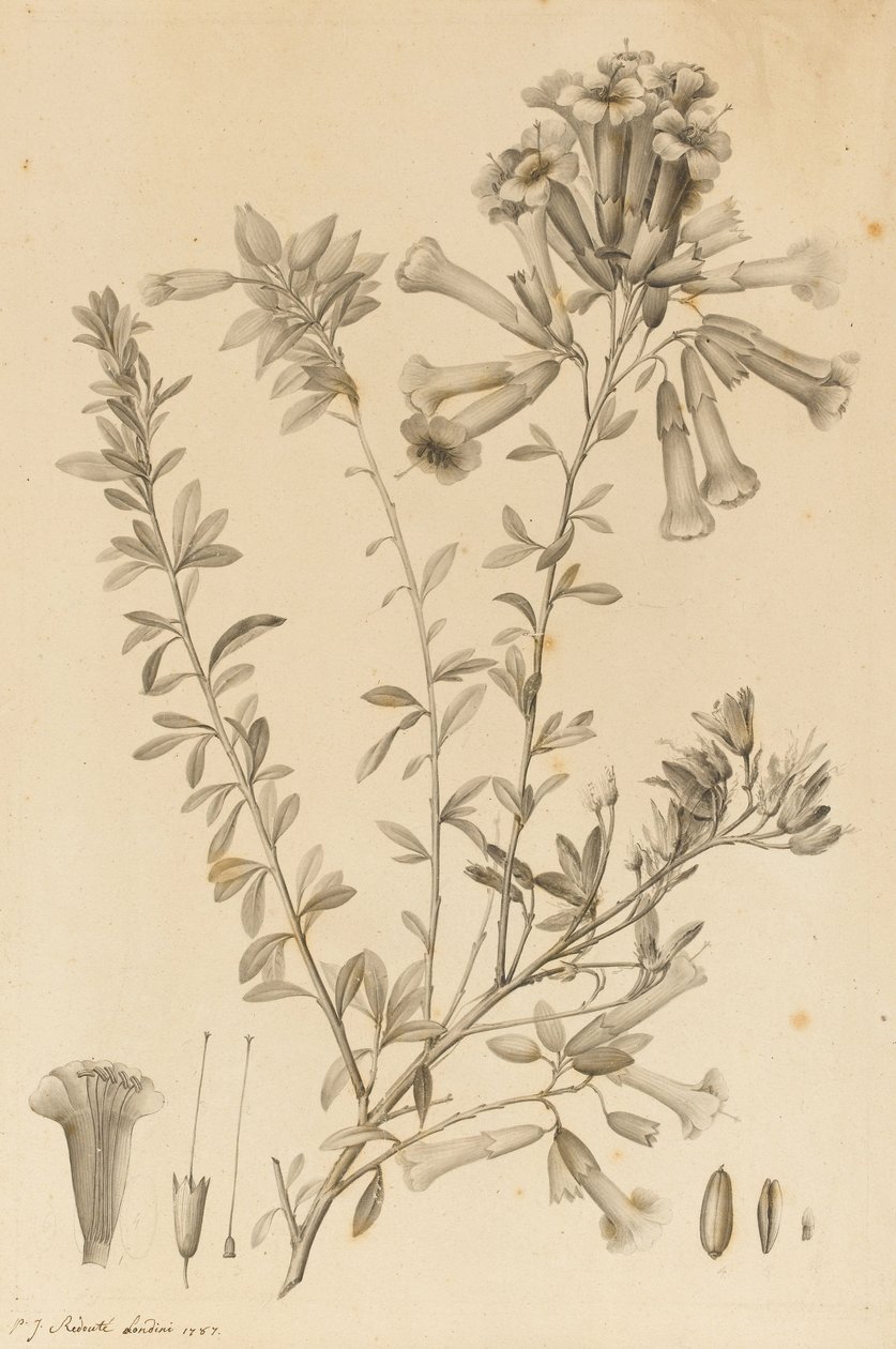 Periphragmos Species by Pierre Joseph Redouté