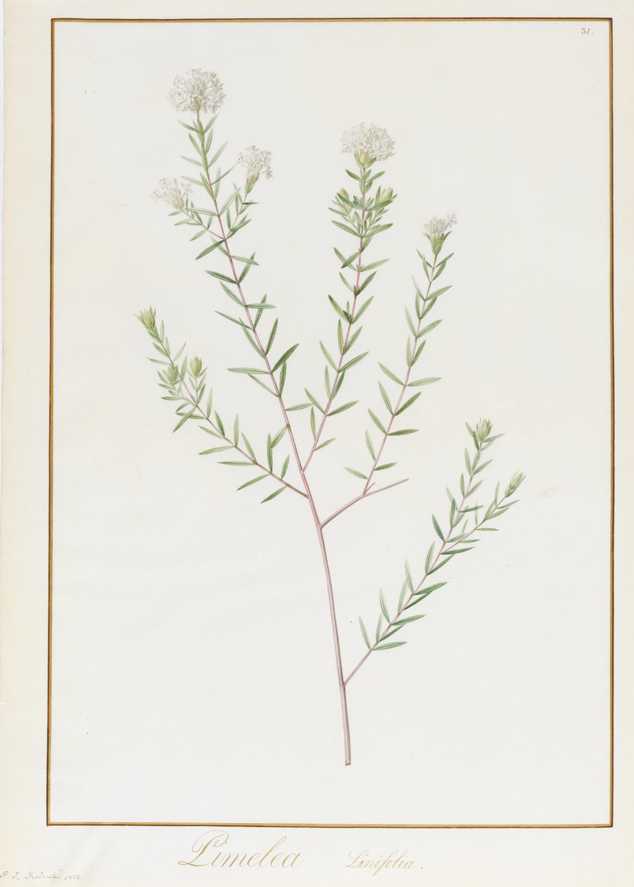 Pimelea Linifolia, 1812 by Pierre Joseph Redouté