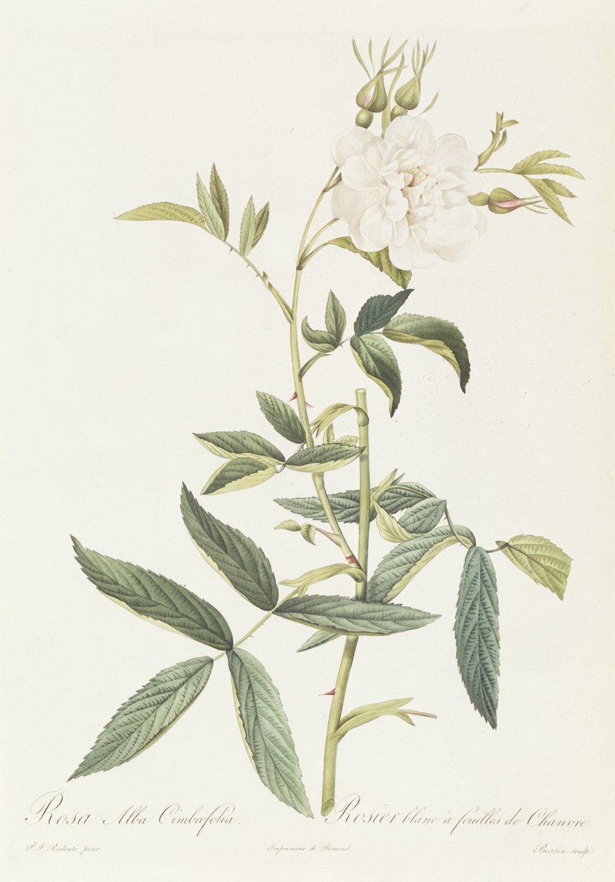 Rosa Alba Cimbaefolia by Pierre Joseph Redouté