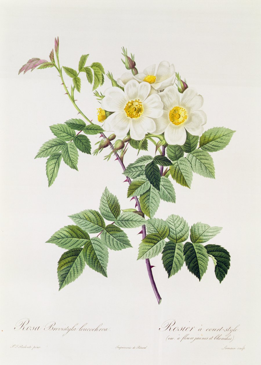 Rosa Brevistyla Leucochroa by Pierre Joseph Redouté