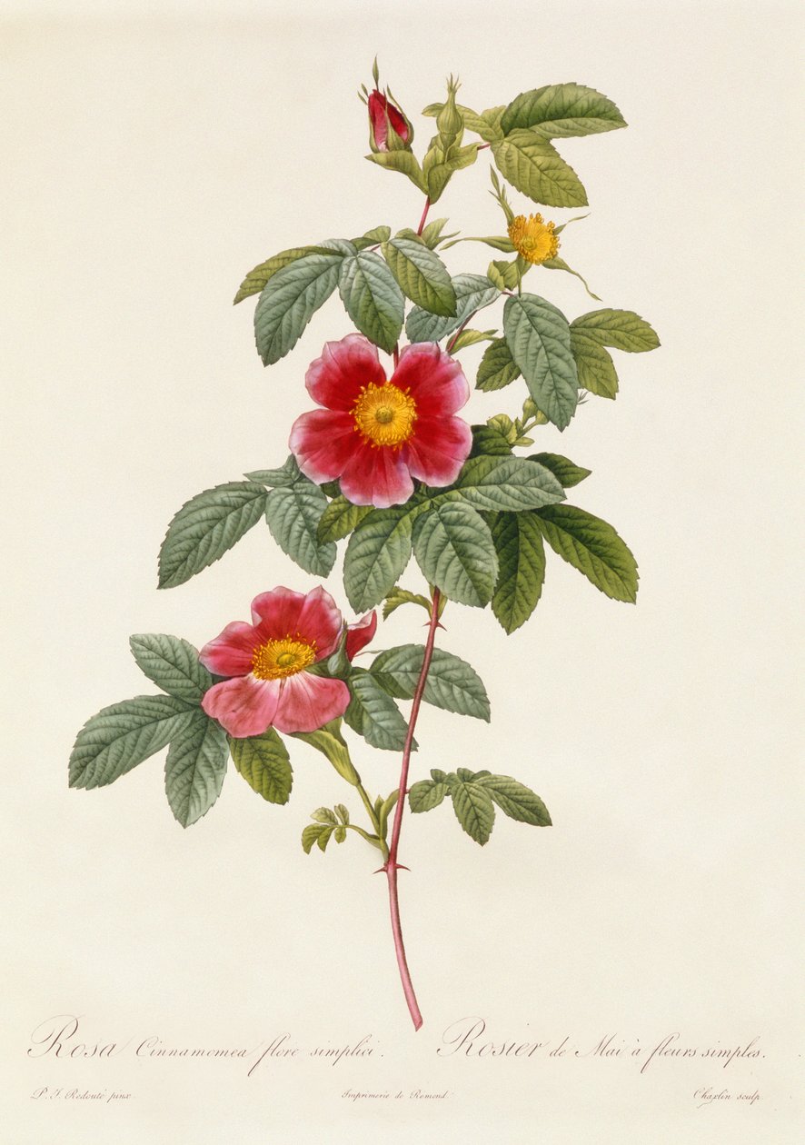 Rosa Cinnamomea Flore Simplici by Pierre-Joseph Redouté