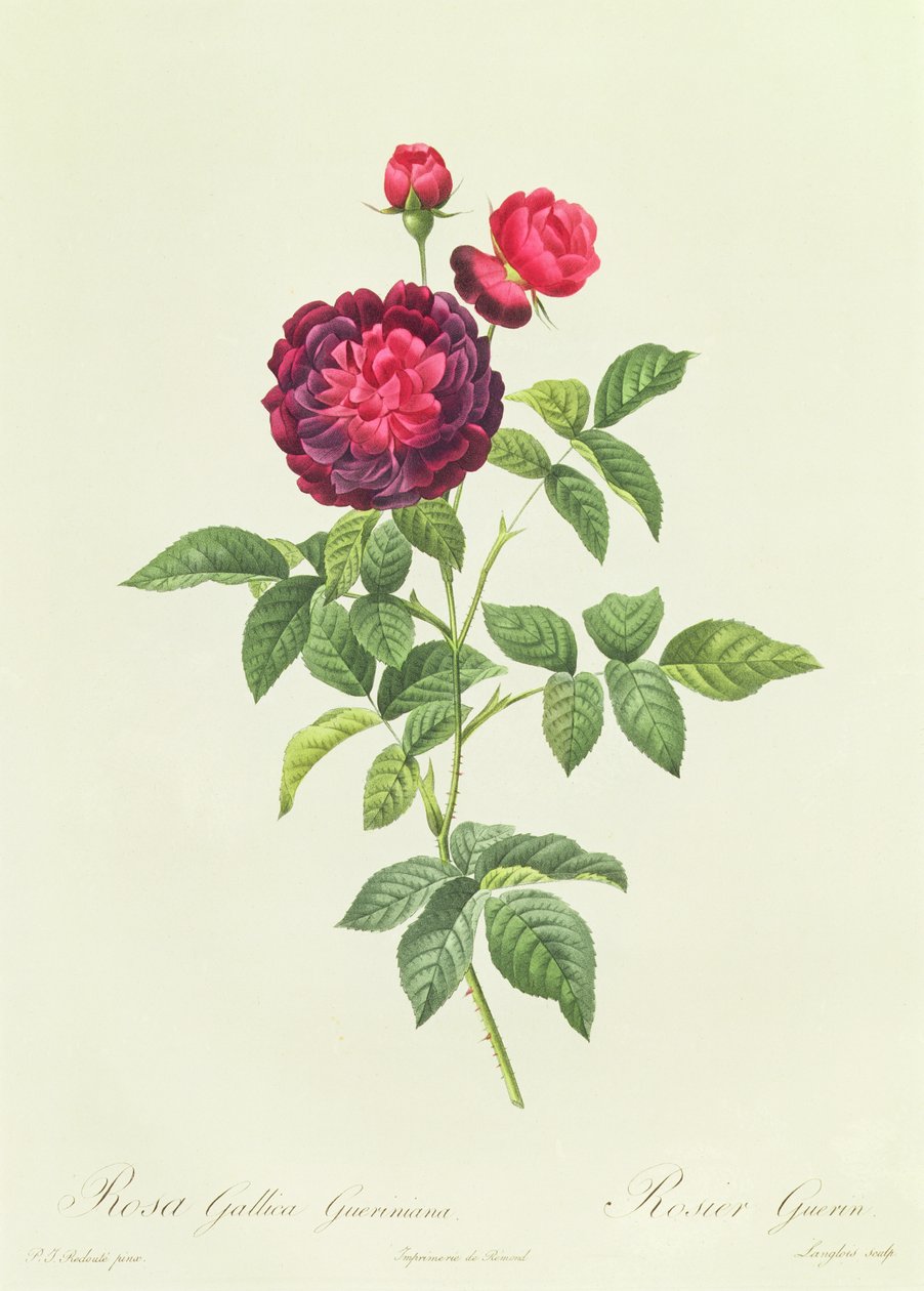 Rosa Gallica Gueriniana by Pierre Joseph Redouté