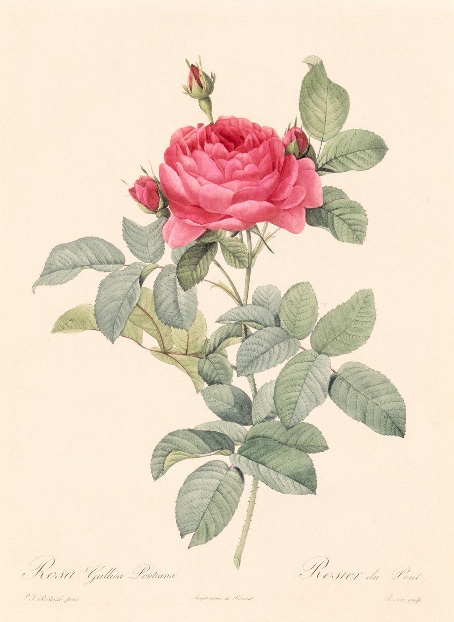Rosa Gallica Pontiana by Pierre Joseph Redouté