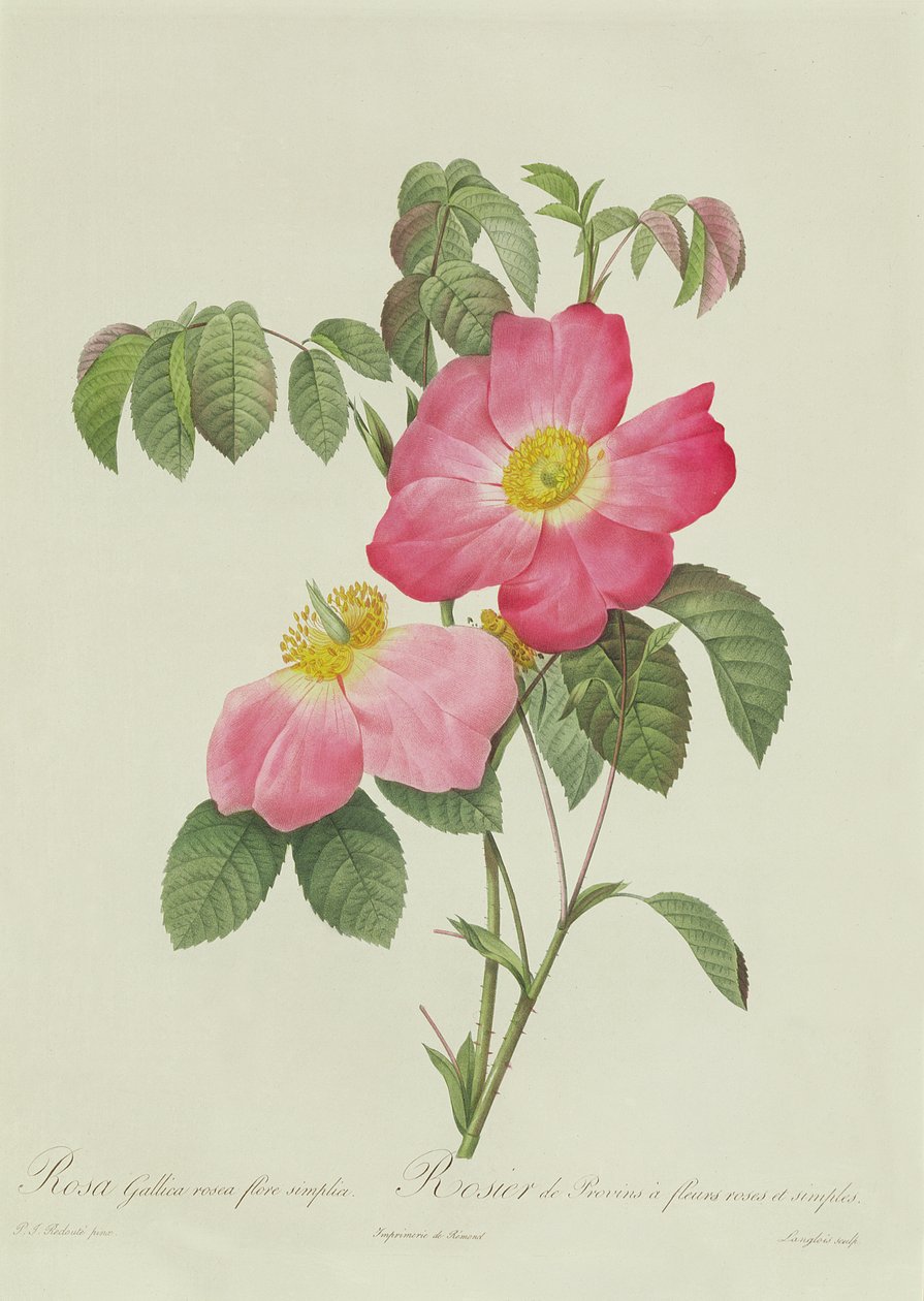 Rosa Tomentosa by Pierre Joseph Redouté