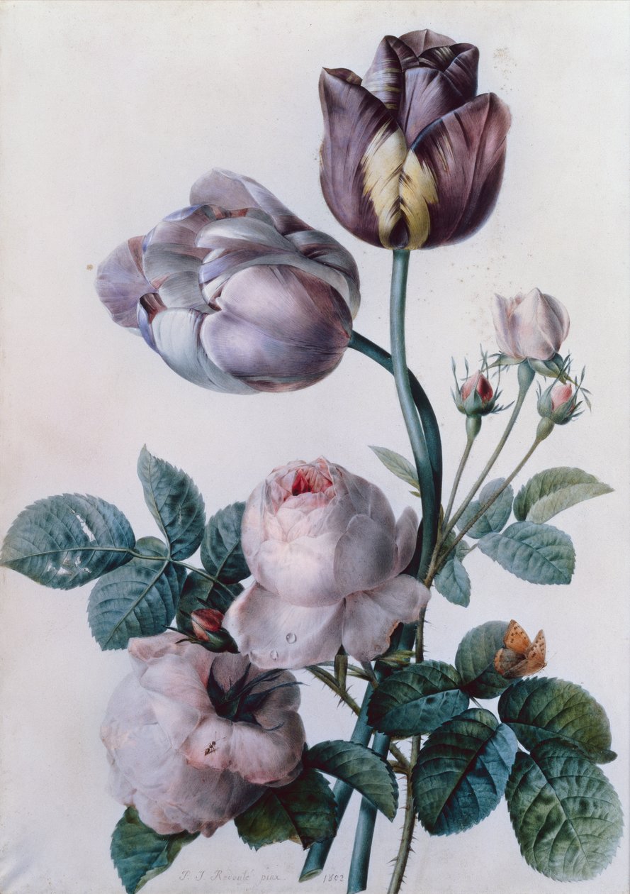 A Cabbage Rose, Two Tulips, A Small Tortoiseshell Butterfly, Yellow Meadow by Pierre-Joseph Redouté