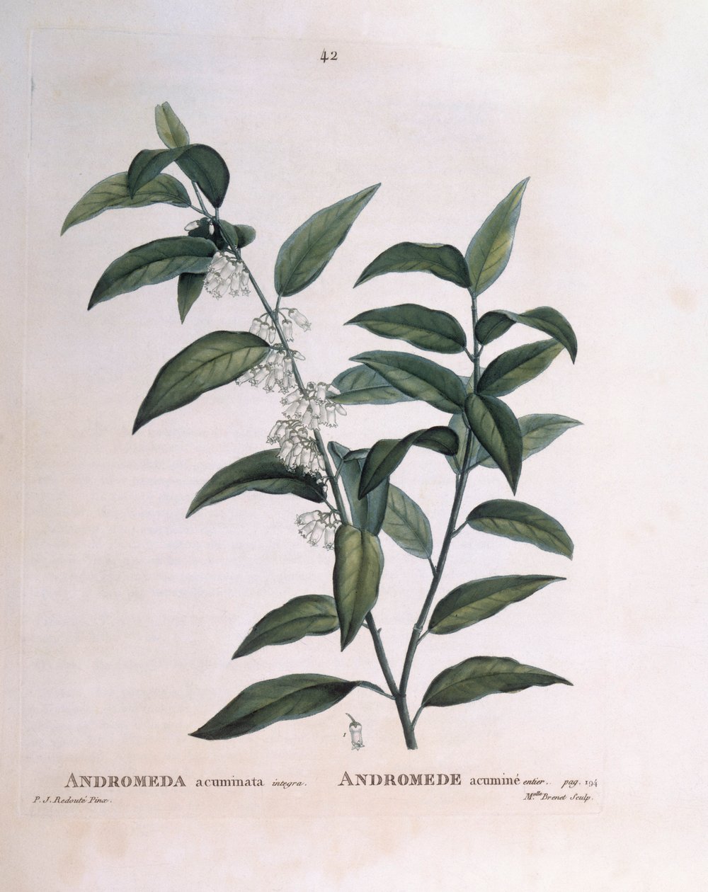Andromeda Acuminata, botanical plate by Pierre Joseph Redouté by Pierre Joseph Redouté