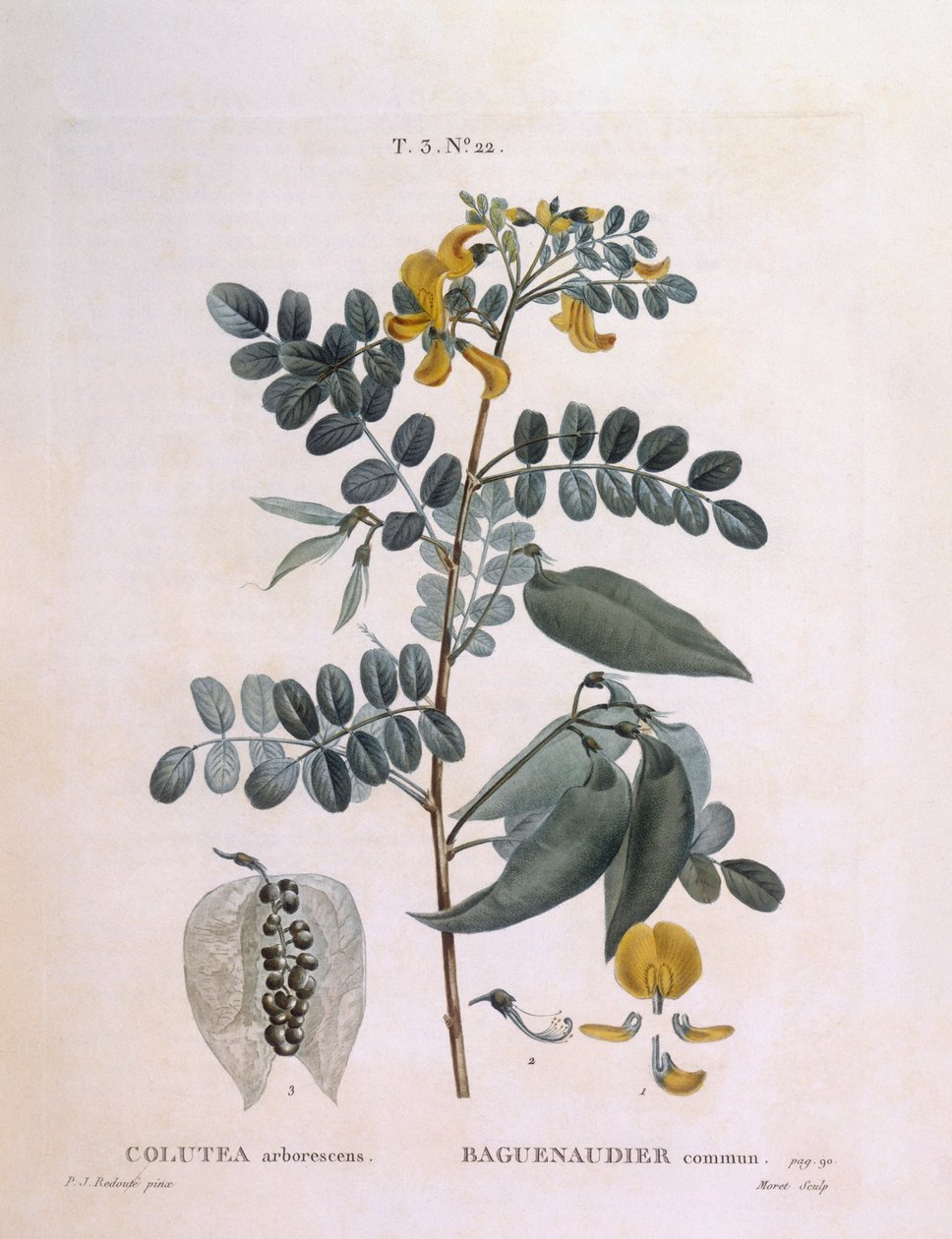 Bladder Senna, botanical plate by Pierre Joseph Redouté by Pierre Joseph Redouté