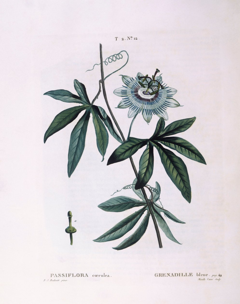 Blue Passion Flower, botanical plate by Pierre Joseph Redouté by Pierre Joseph Redouté