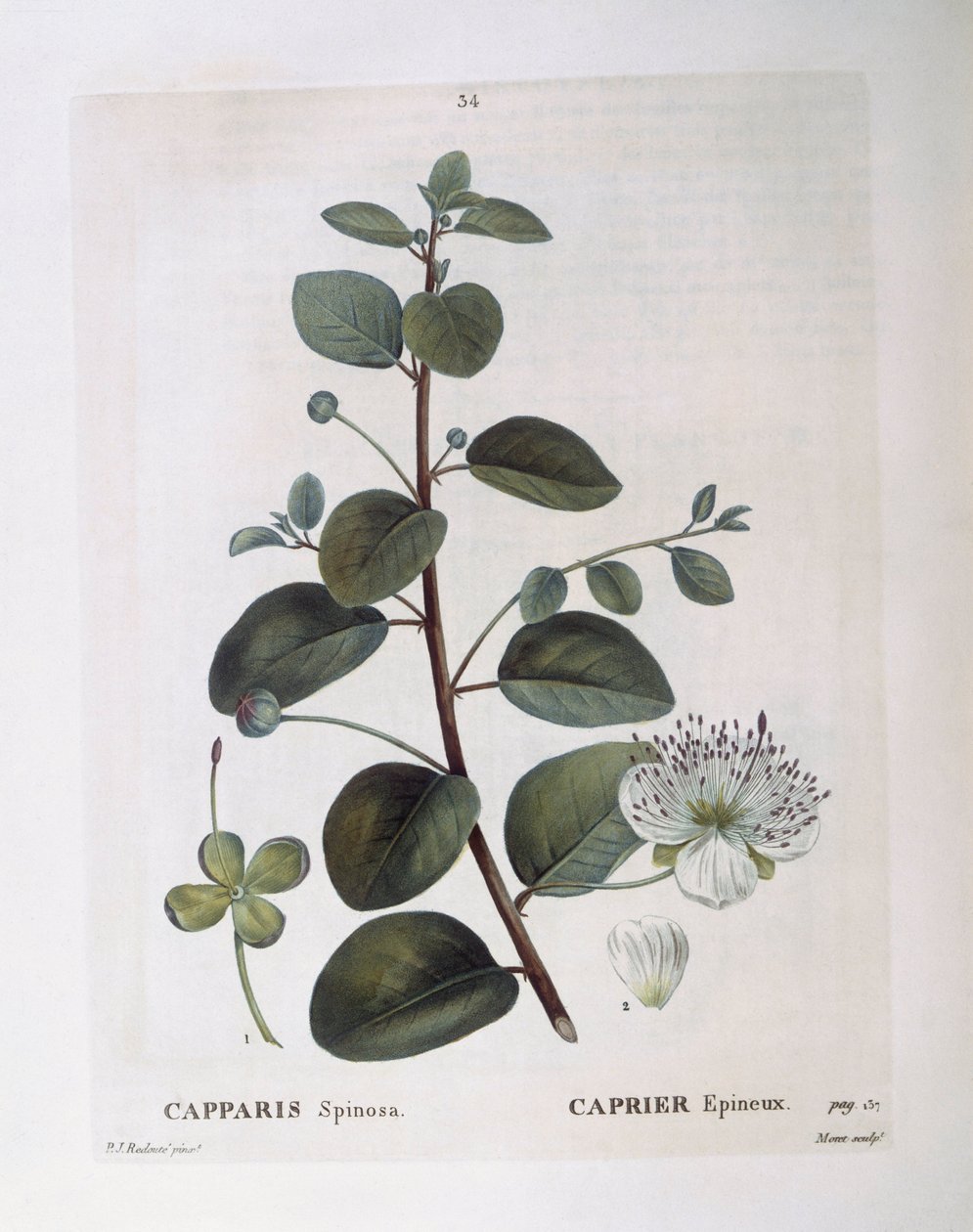 Caper (Capparis spinosa), botanical plate by Pierre Joseph Redouté by Pierre Joseph Redouté