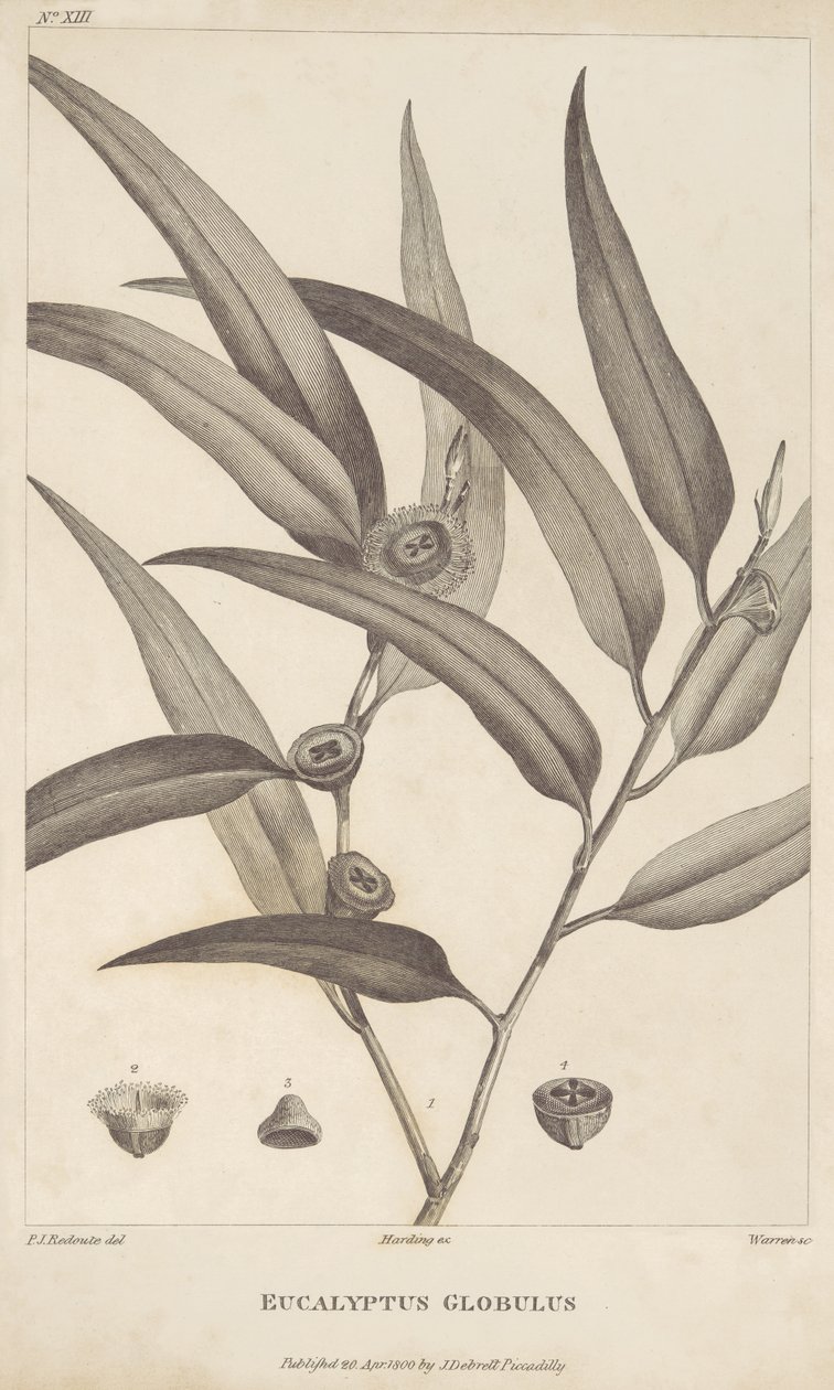 Eucalyptus Globulus from 