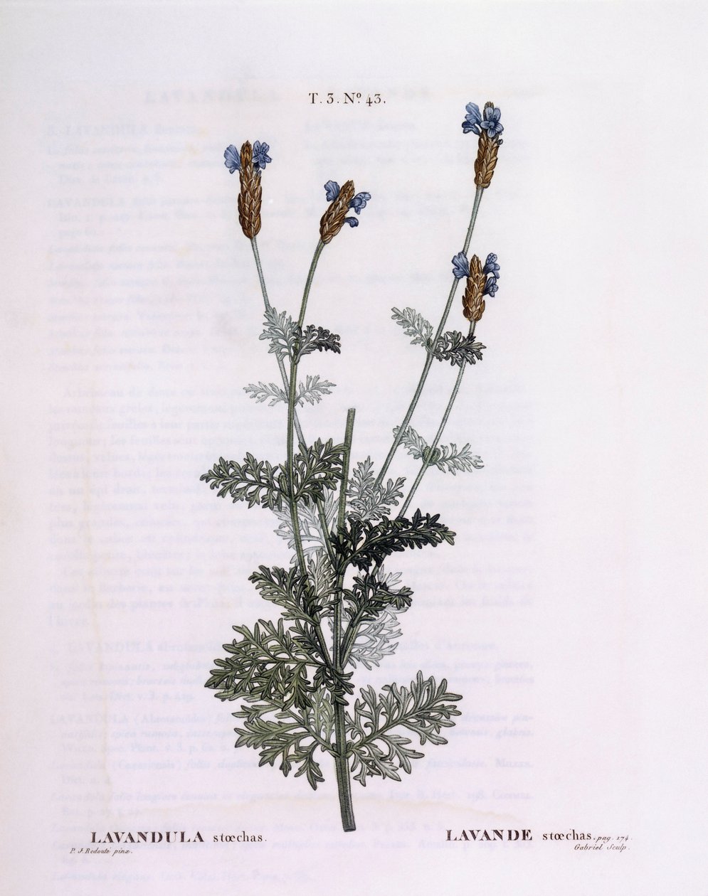 French Lavender (Lavandula stoechas), botanical plate by Pierre Joseph Redouté by Pierre Joseph Redouté