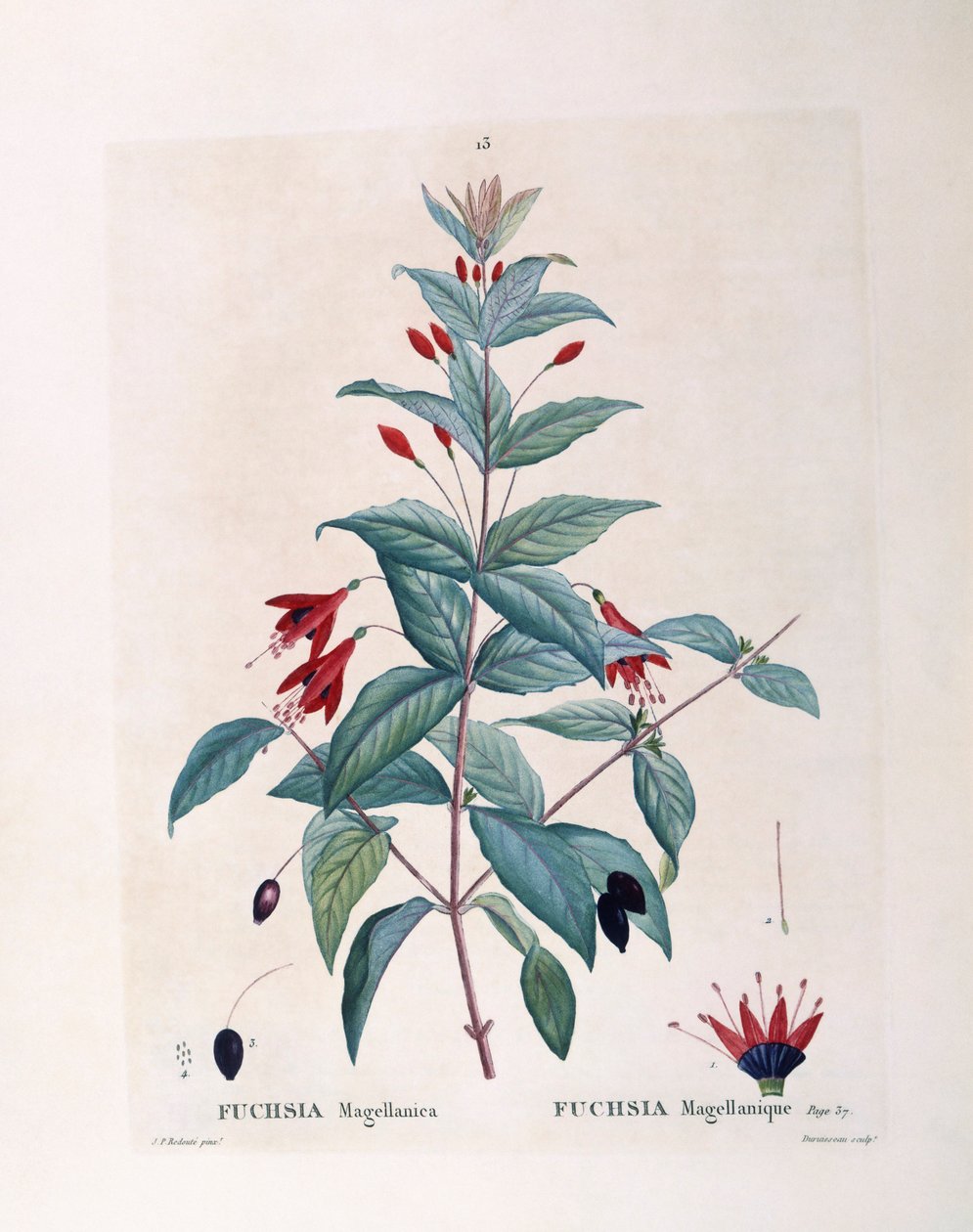 Fuchsia (Fuchsia magellanica), botanical plate by Pierre Joseph Redouté by Pierre Joseph Redouté