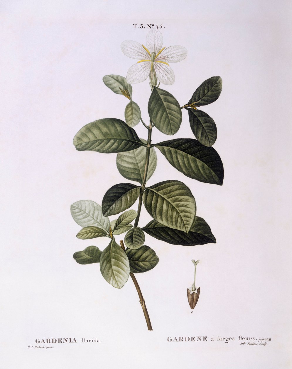 Gardenia, botanical plate by Pierre Joseph Redouté by Pierre Joseph Redouté