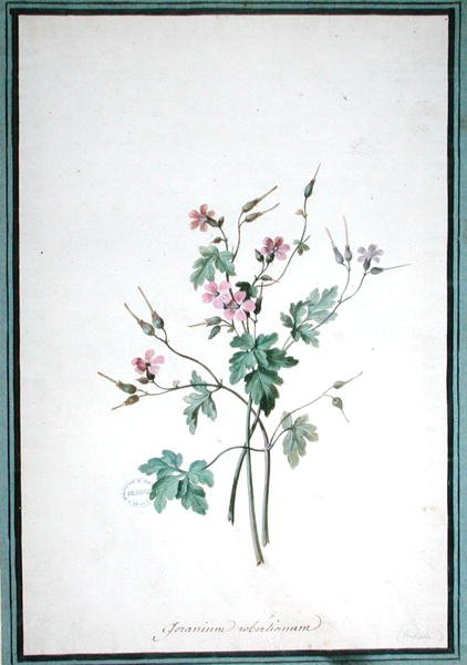 Geranium Robertianum by Pierre Joseph Redouté