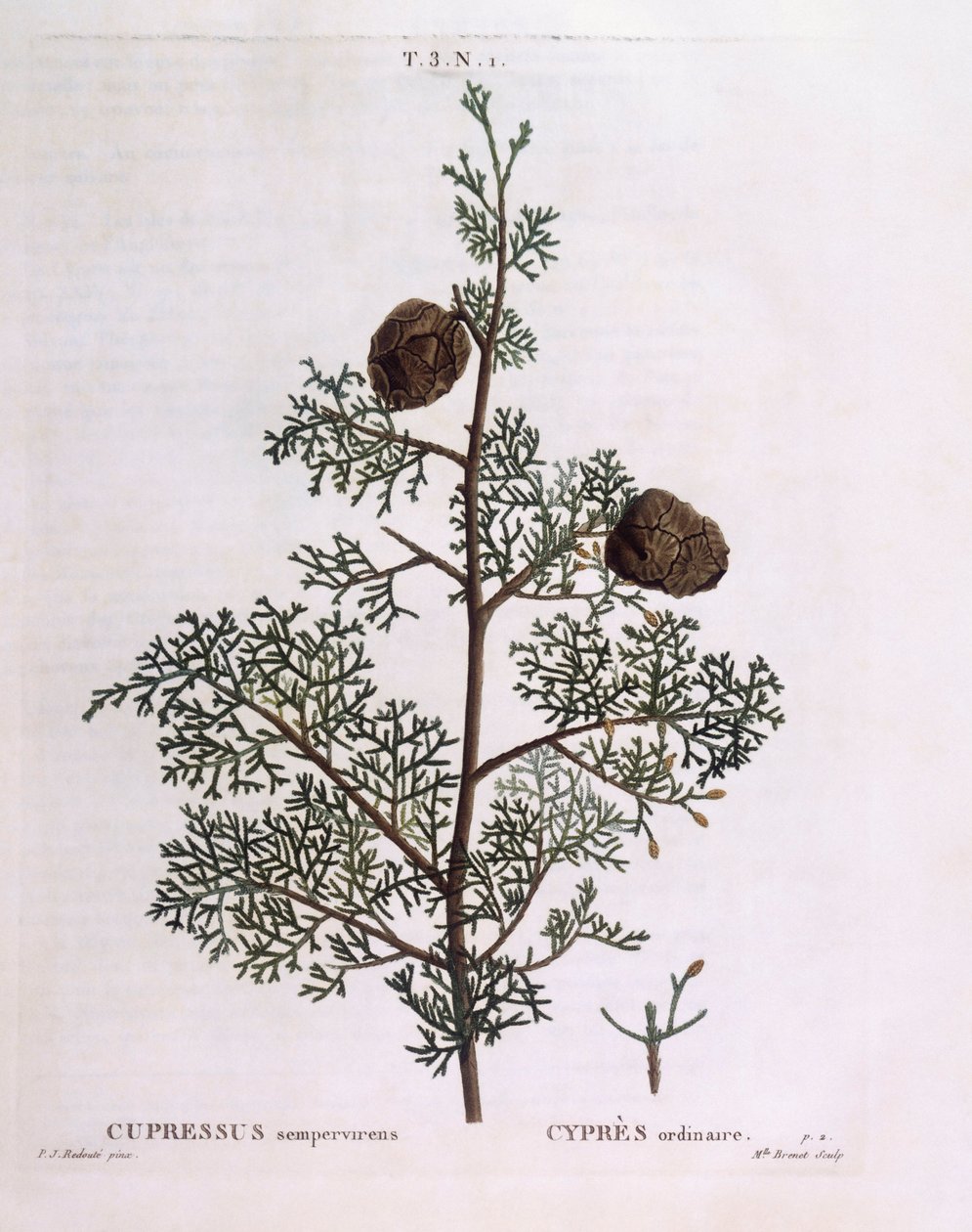 Mediterranean Cypress (Cupressus sempervirens), botanical plate by Pierre Joseph Redouté by Pierre Joseph Redouté