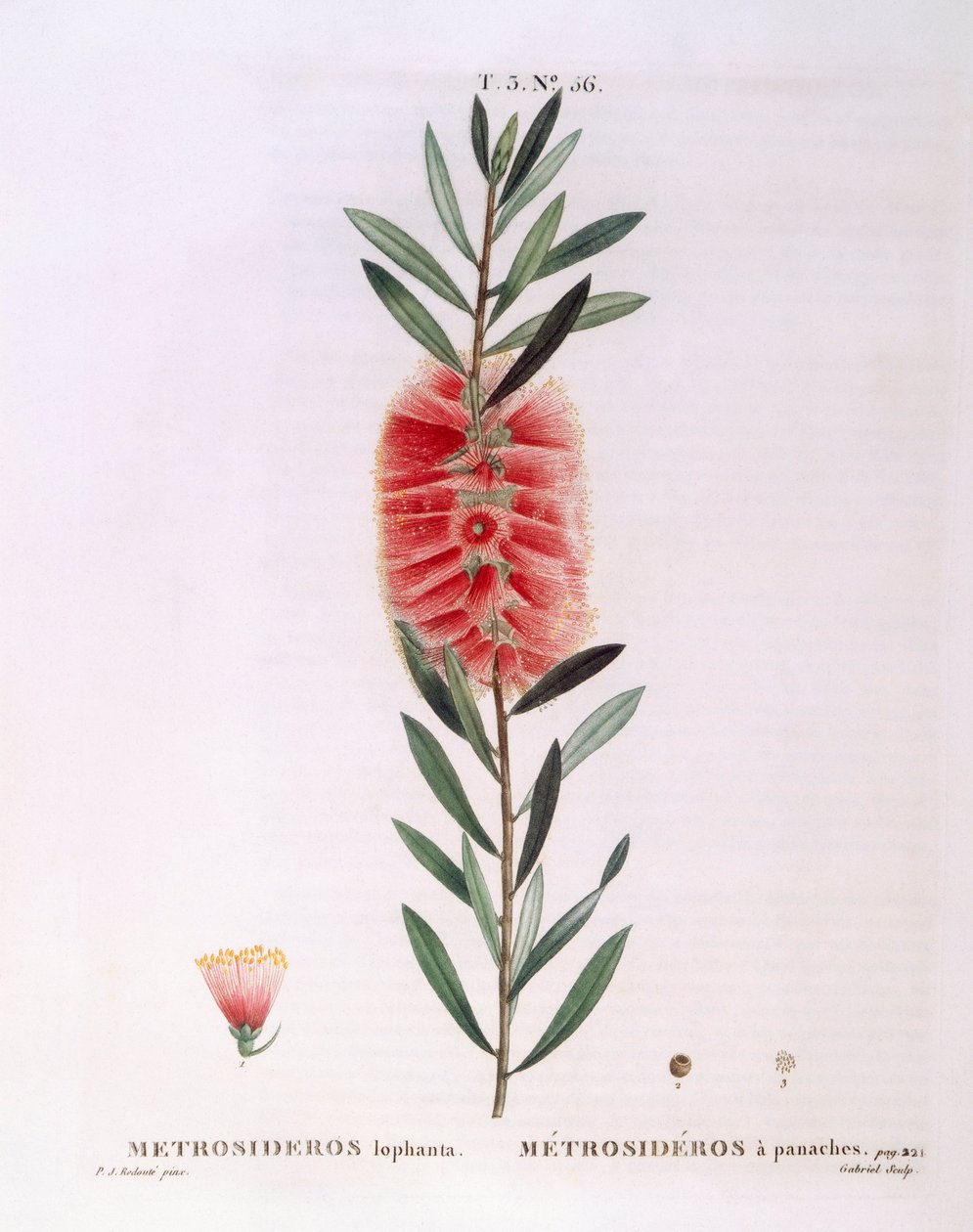Metrosideros Lophanta by Pierre Joseph Redouté