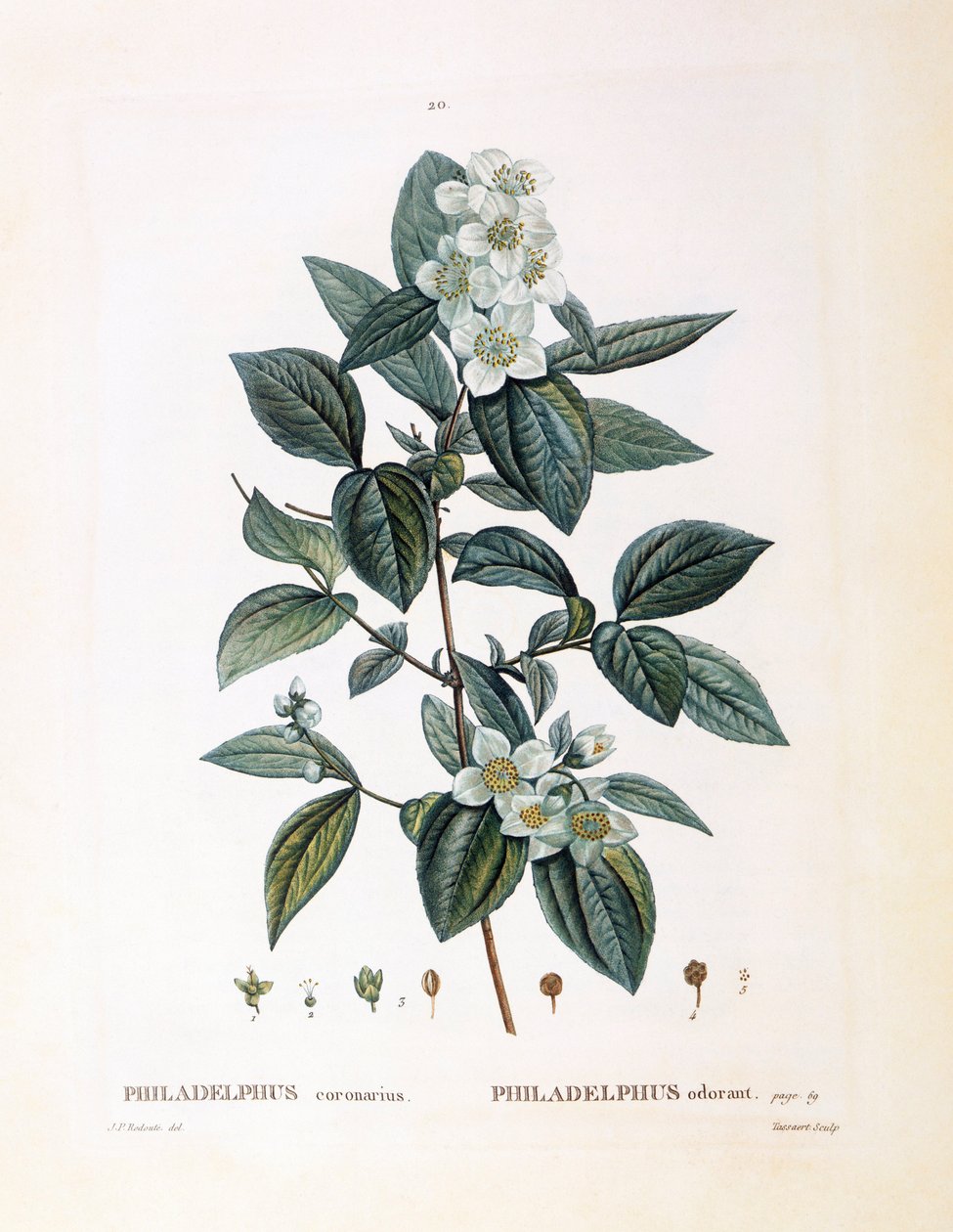 Mock Orange, botanical plate by Pierre Joseph Redouté by Pierre Joseph Redouté