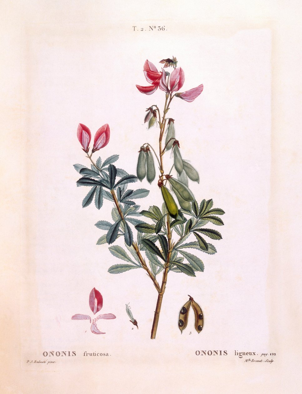 Restharrow (Ononis fruticosa) by Pierre Joseph Redouté