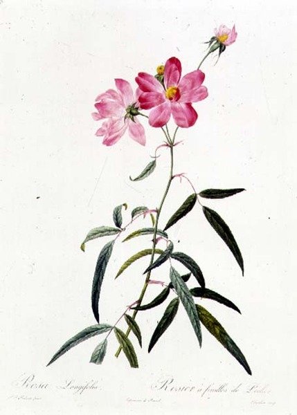 Rosa Longifolia by Pierre Joseph Redouté