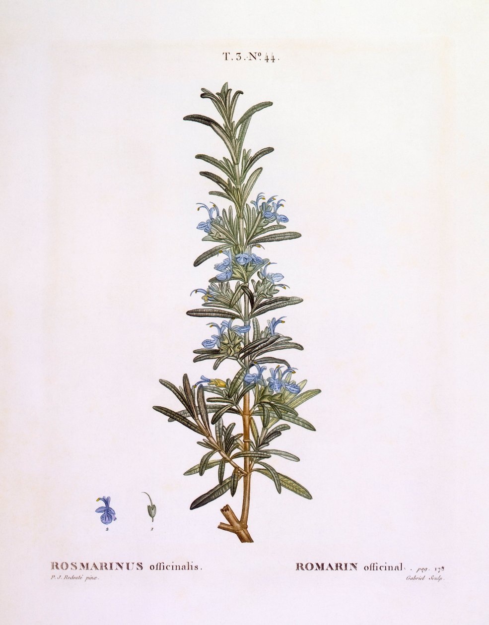 Rosemary (Rosmarinus officinalis) by Pierre Joseph Redouté