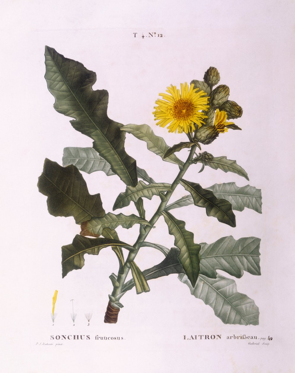 Sow Thistles (Sonchus fruticosus), botanical plate by Pierre Joseph Redouté by Pierre Joseph Redouté