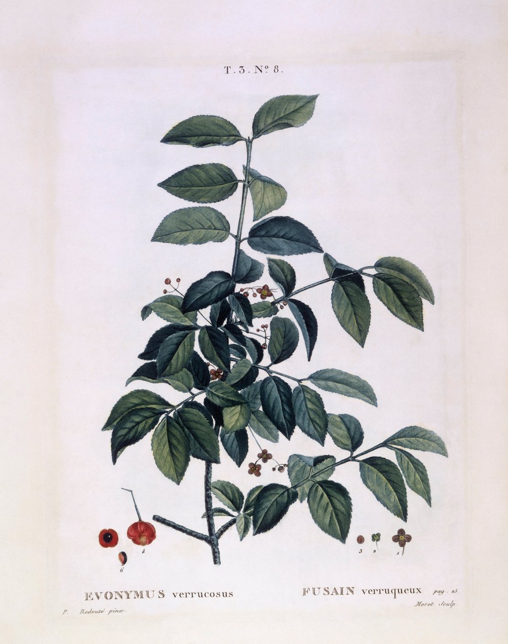 Spindle, botanical plate by Pierre Joseph Redouté by Pierre Joseph Redouté