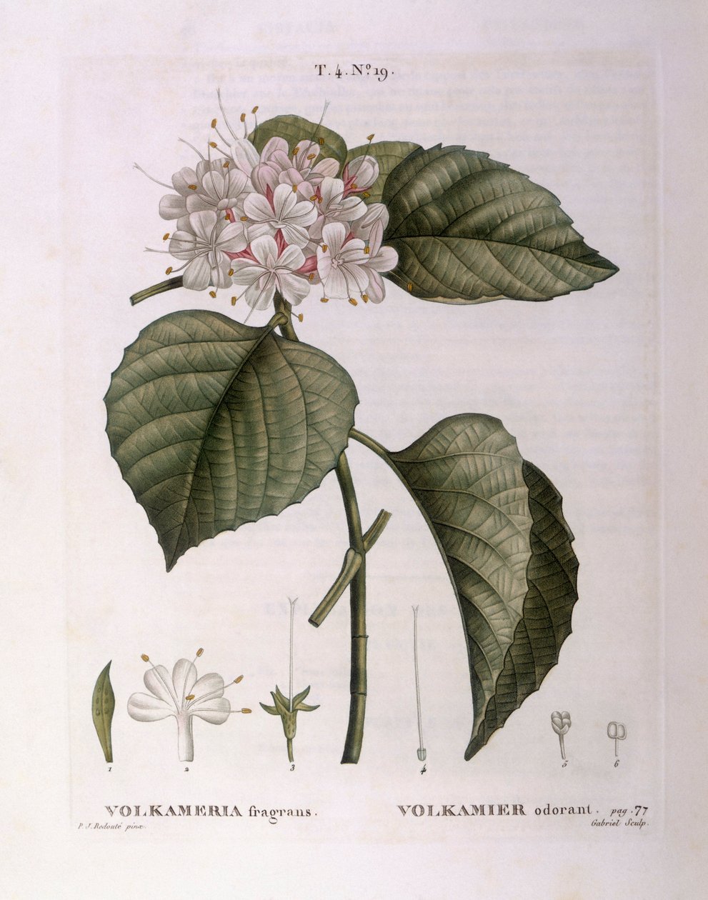 Volkameria Fragrans, botanical plate by Pierre Joseph Redouté by Pierre Joseph Redouté