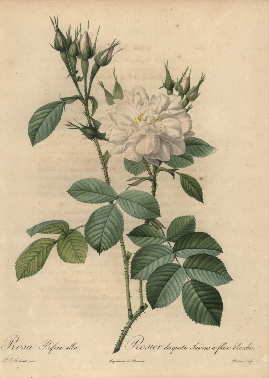 White Rose, Rosa Bifera Alba by Pierre Joseph Redouté