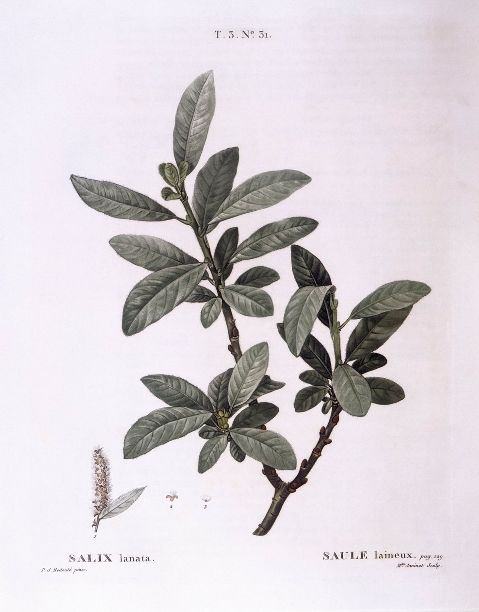 Willow, botanical plate by Pierre Joseph Redouté by Pierre Joseph Redouté