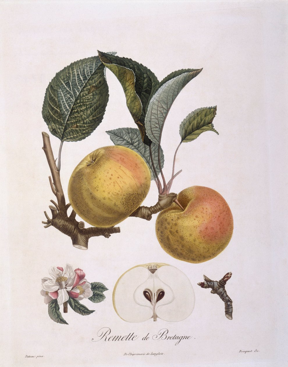 Apple, Bourgogne variety, botanical plate by Pierre Antoine Poiteau by Pierre Antoine (after) Poiteau