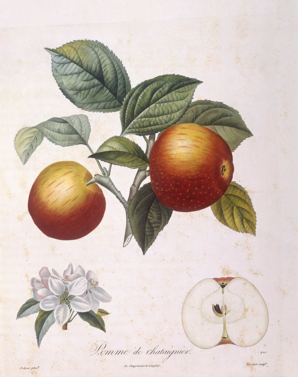 Apple 