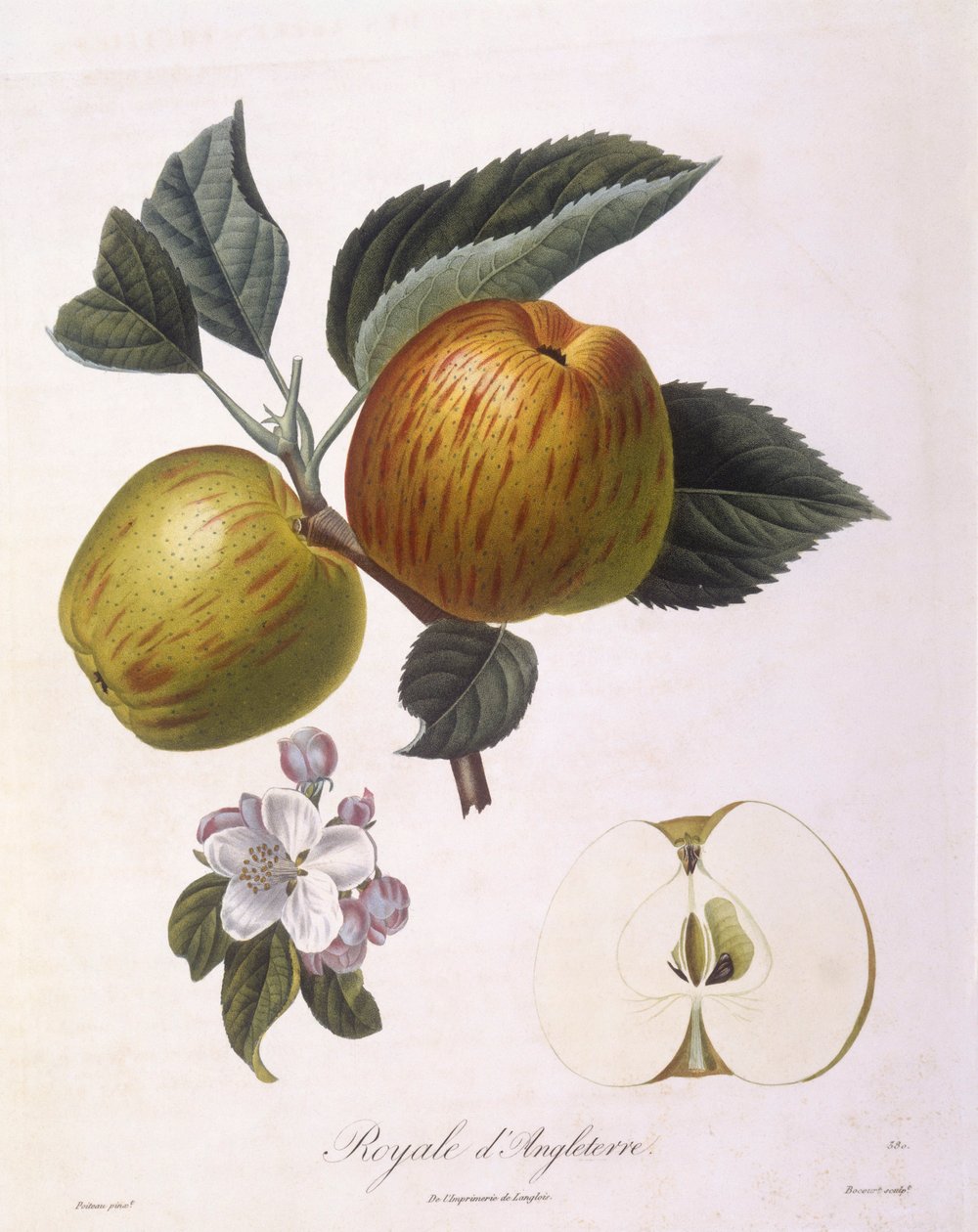 Apple 