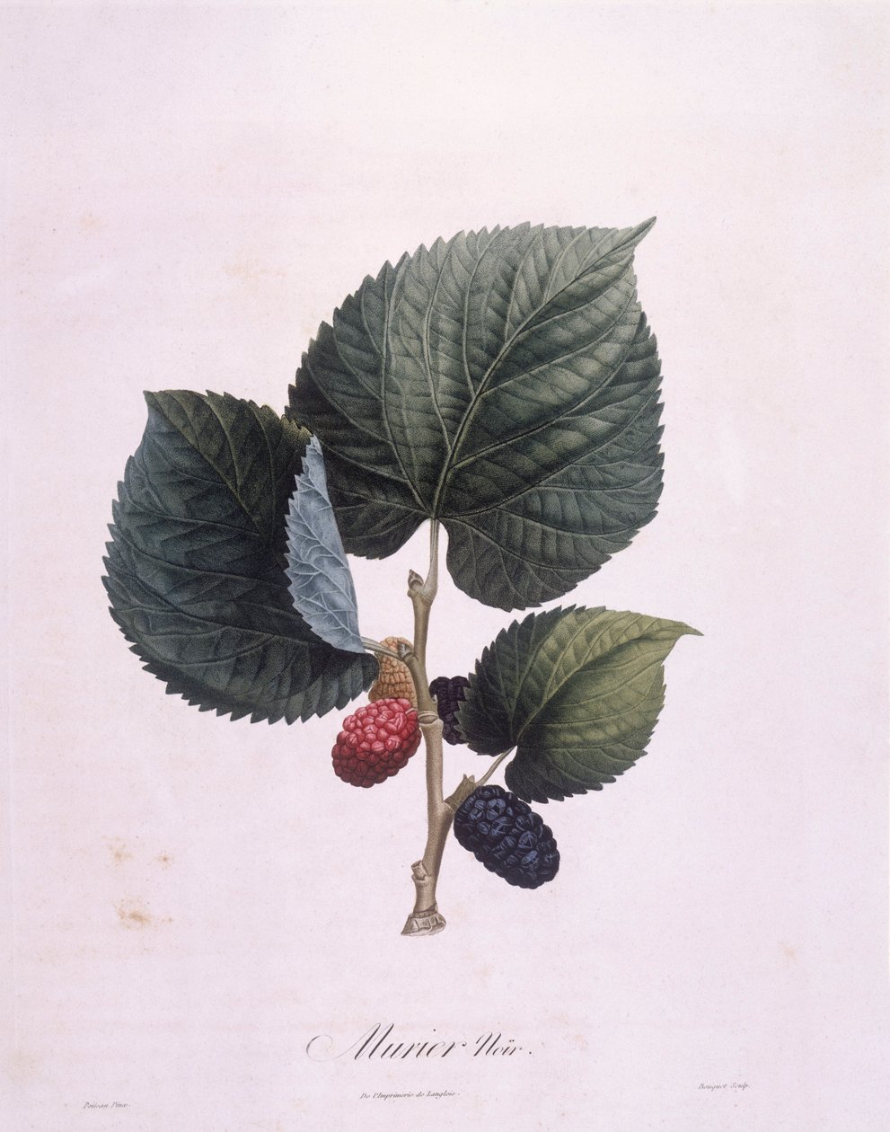 Black Mulberry (Morus nigra), botanical plate by Pierre Antoine Poiteau by Pierre Antoine (after) Poiteau