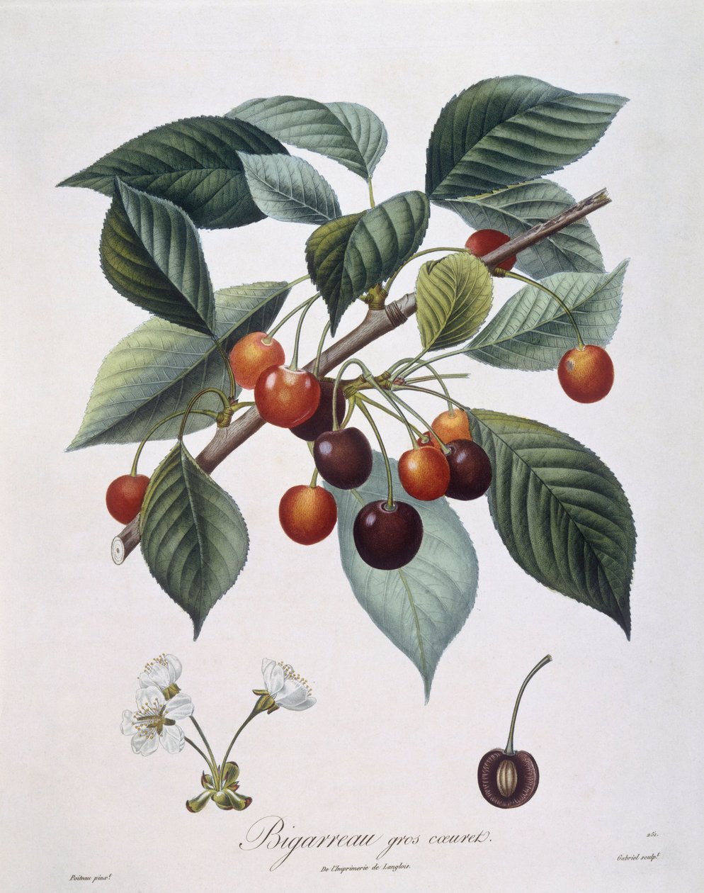 Cherry tree (Prunus avium) "Bigarreau" botanical plate by Pierre Antoine Poiteau by Pierre Antoine (after) Poiteau