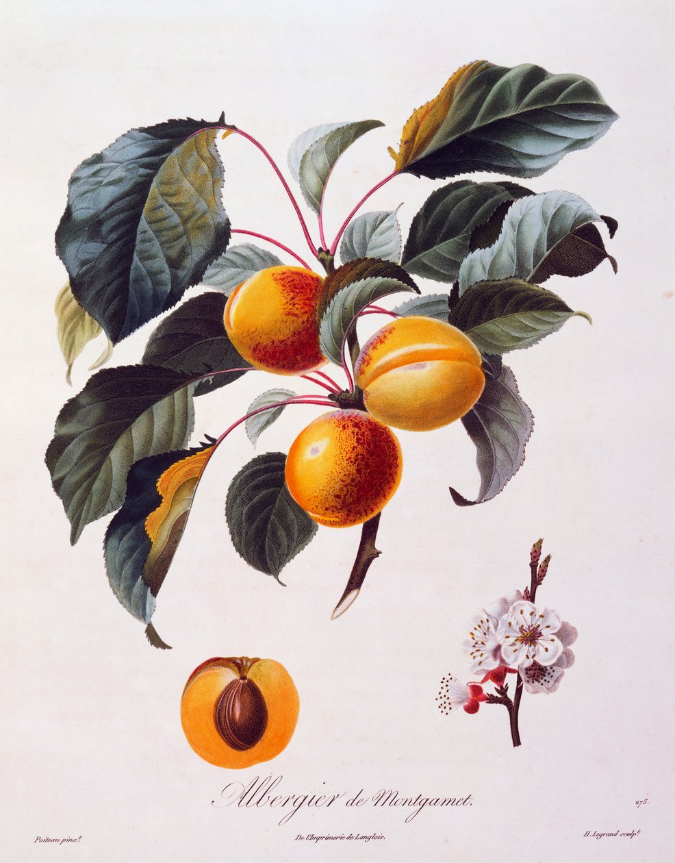 Fruits and flowers of apricot Albergier De Montgamet, about 1846, coloured engraving by Pierre-Antoine Poiteau from Pomolgie Francais, France by Pierre Antoine (after) Poiteau