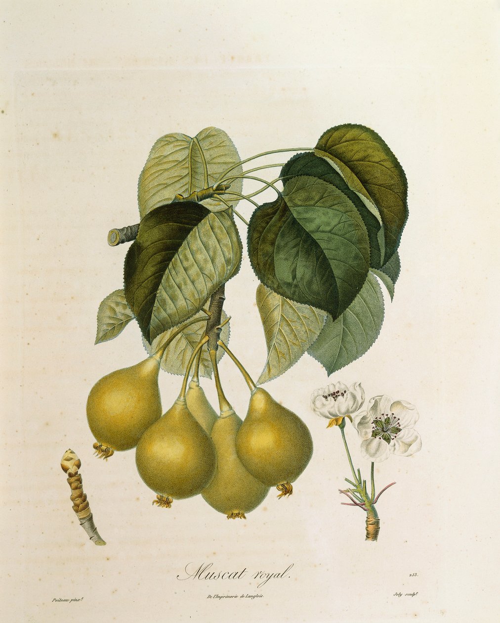 Muscat Royal Apricot by Pierre Antoine (after) Poiteau