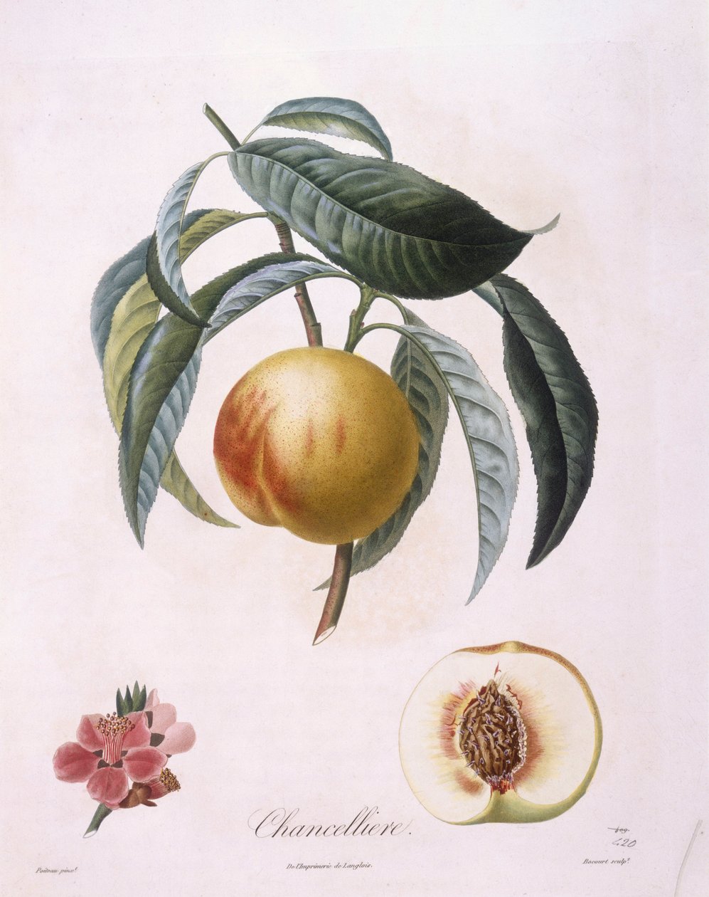 Peach 