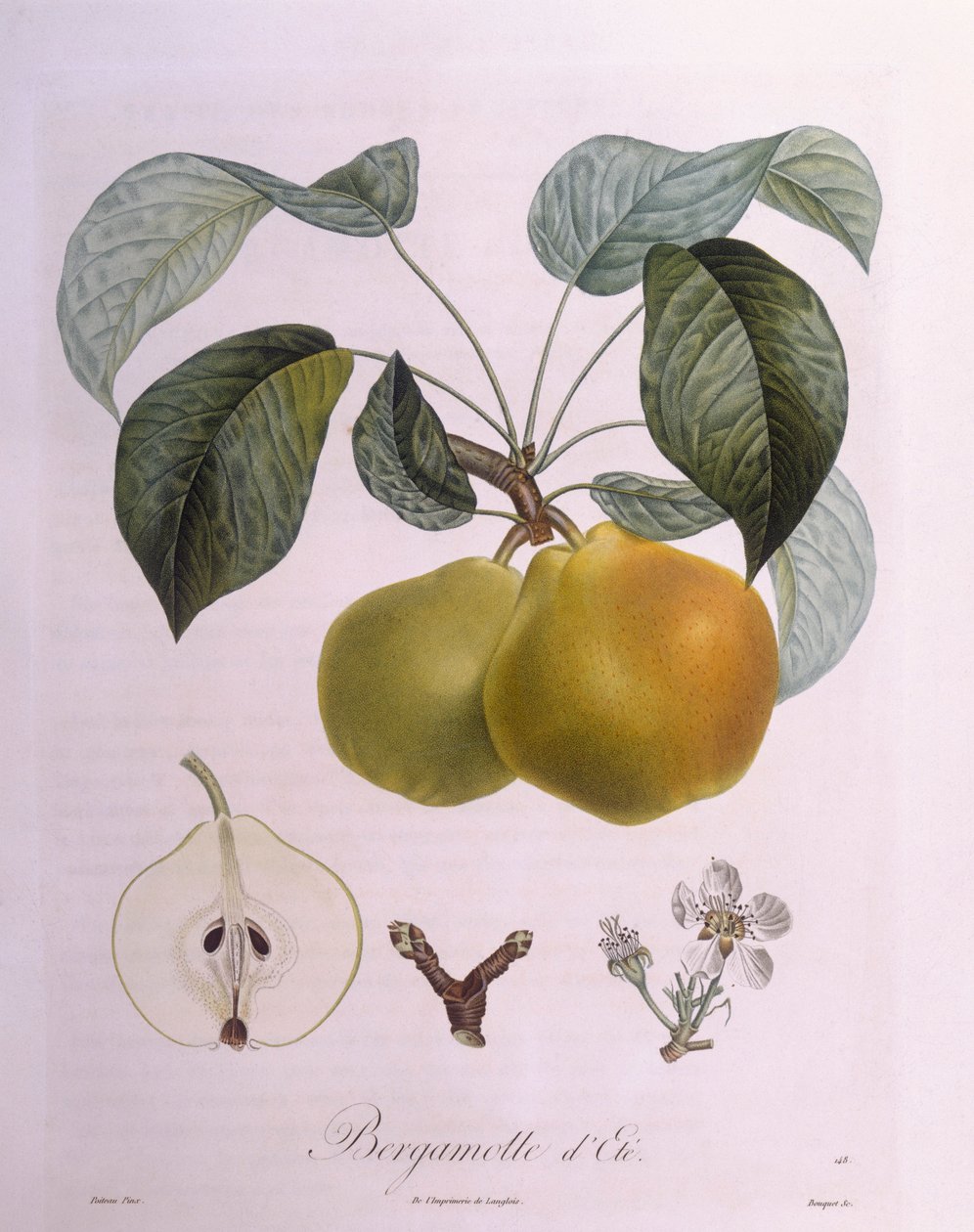 Pear "Bergamot", botanical plate by Pierre Antoine Poiteau by Pierre Antoine (after) Poiteau