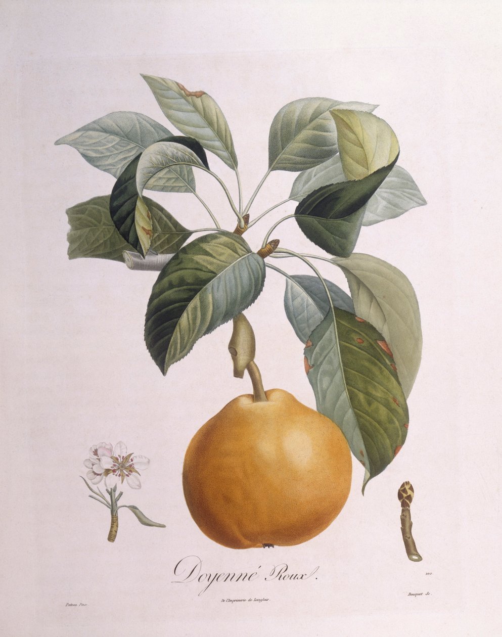 Pear "Doyenné roux", botanical plate by Pierre Antoine Poiteau by Pierre Antoine (after) Poiteau