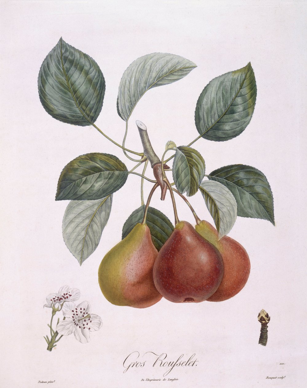 Pear "Gros Rousselet", botanical plate by Pierre Antoine Poiteau by Pierre Antoine (after) Poiteau