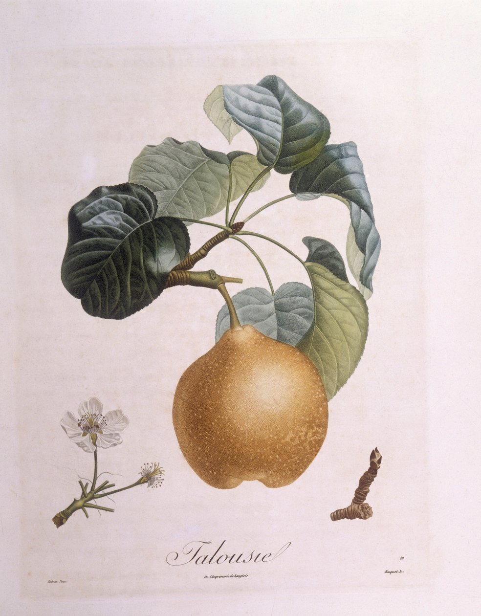 Pear "Talousie" by Pierre Antoine (after) Poiteau
